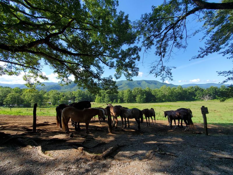 Cades Cove Loop Road Cades Cove Loop Road