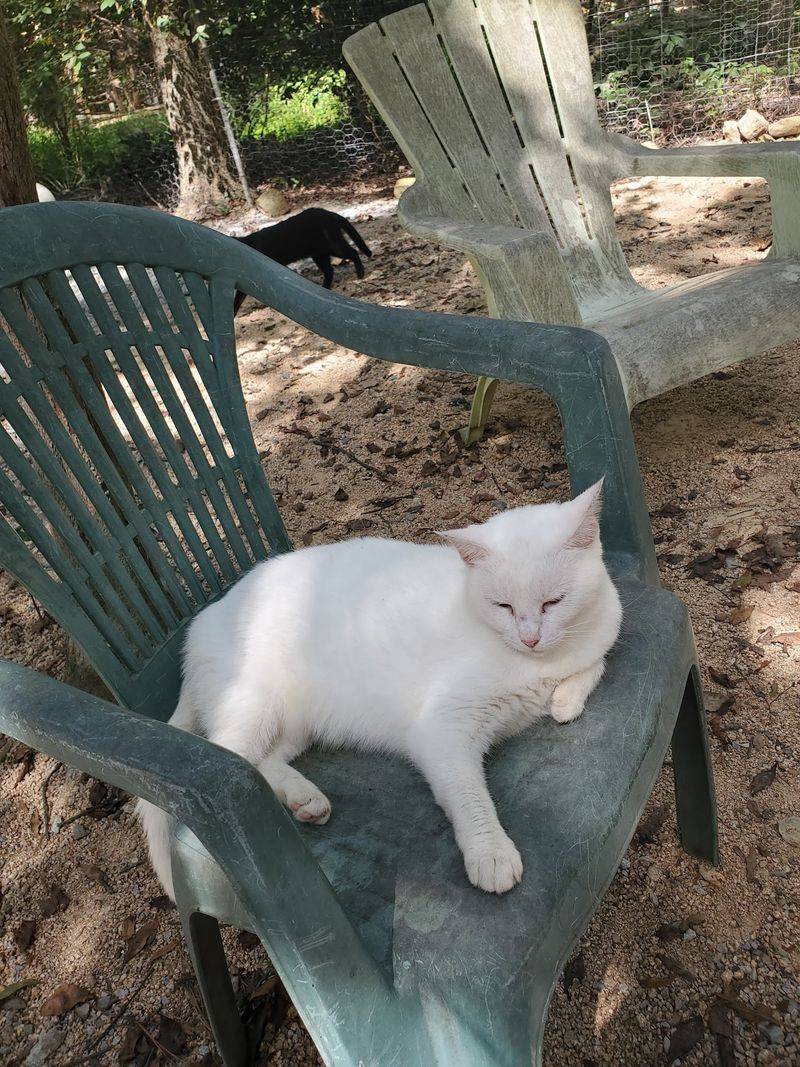 Cage-Free Living, Feline Style