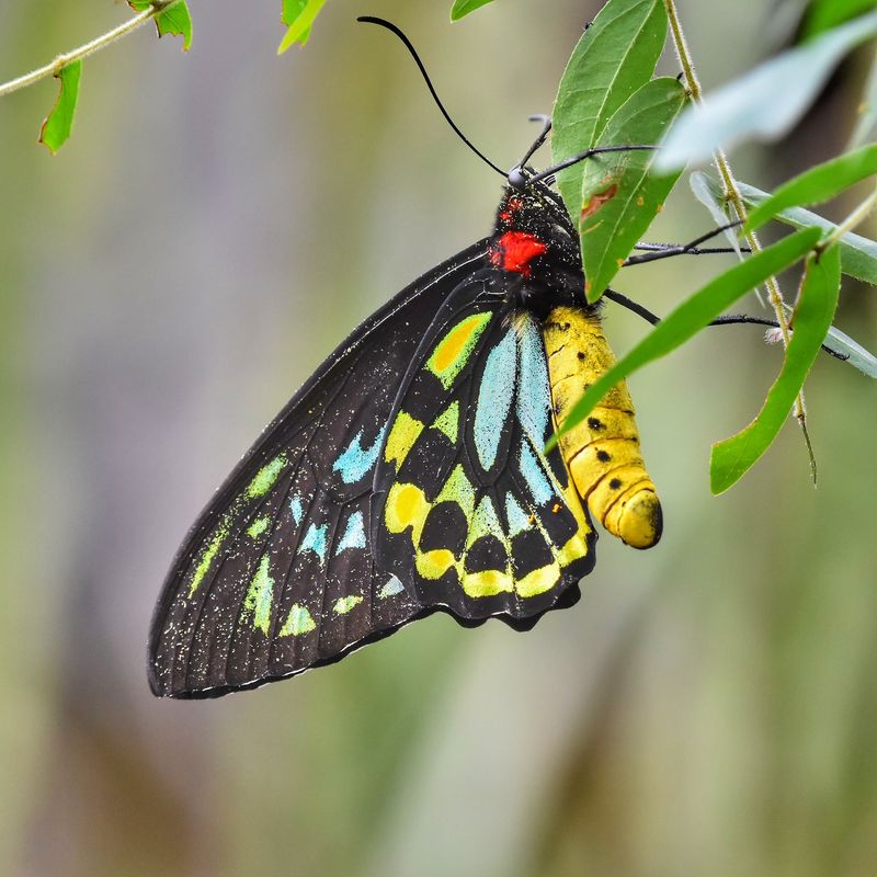 Catch A Butterfly Right As It Breaks Out
