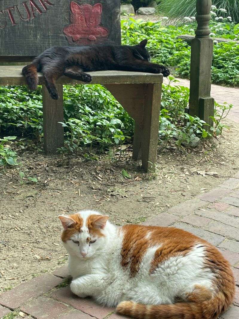 Cats Might Just Volunteer As Your Tour Guides