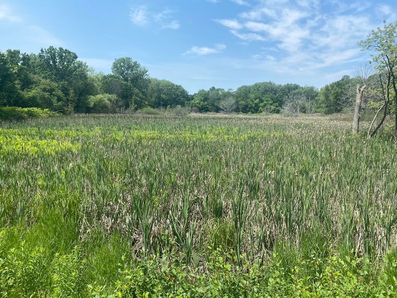 Cattails Give the Wetland Trails Their Close-Up Moment