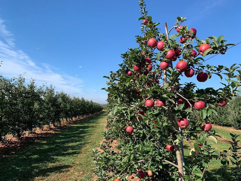Cherry Hill Orchards, Lancaster Cherry Hill Orchards, Lancaster