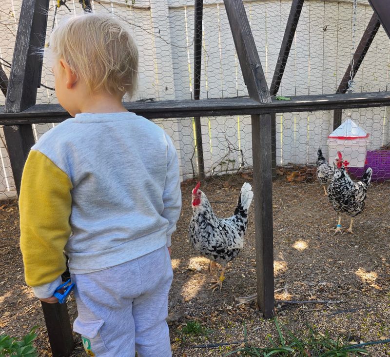 Chickens, Sunny Chairs and a Small Dog Chickens, Sunny Chairs and a Small Dog