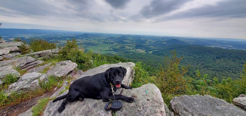 Children and Dogs Benefit From Clear Boundaries