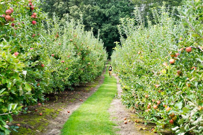 Cider Pressed Right on the Farm