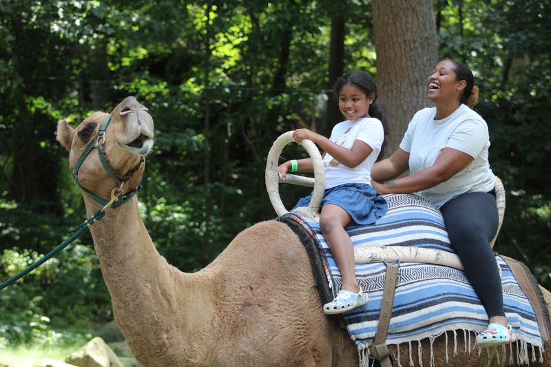 Climb Aboard A Camel For A Ride Kids Brag About
