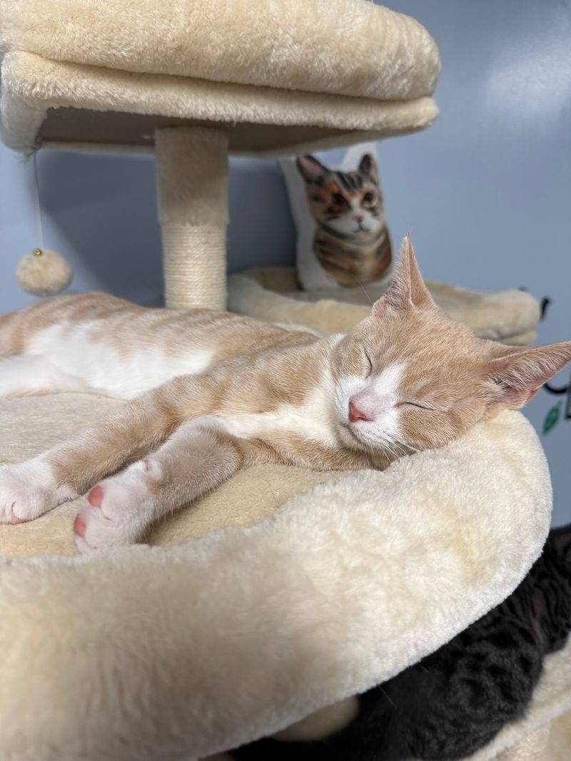 Climbing Shelves, Nap Spots, and a Quiet Escape Climbing Shelves, Nap Spots, and a Quiet Escape