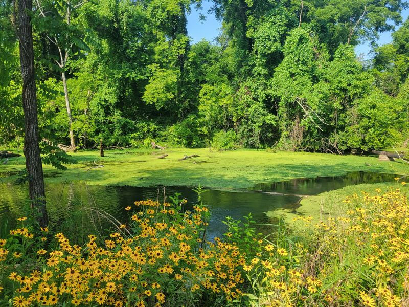 Come Back Often, Because The Marsh Never Repeats Itself