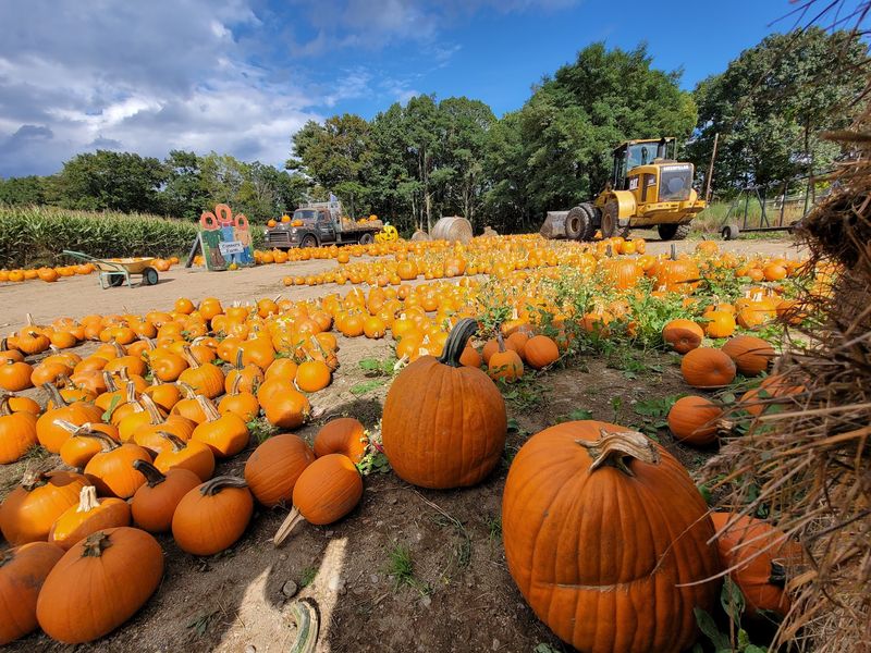 Connors Farm: Plan a Bigger Fall Day in Danvers