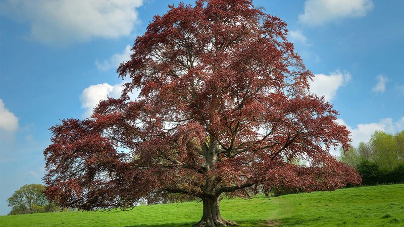 Copper Beech: A Grand Tree with Bronze-Purple Leaves Copper Beech: A Grand Tree with Bronze-Purple Leaves