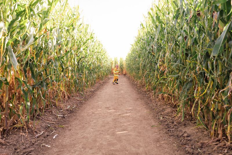 Corn Maze Puzzles That Change Every Year Corn Maze Puzzles That Change Every Year