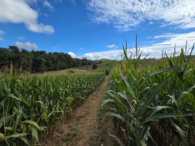 Corn Maze Puzzles and an Apple Cannon