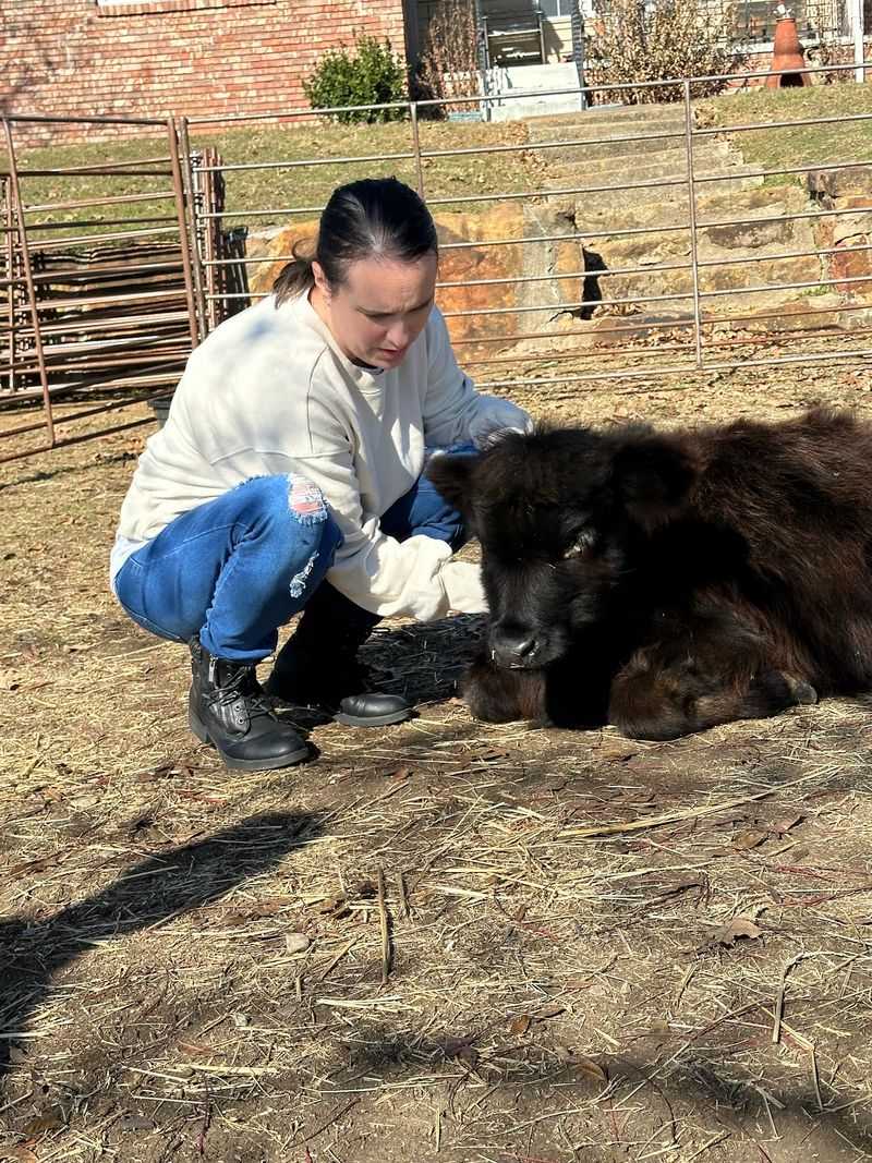 Cow Cuddling Is Exactly What It Sounds Like