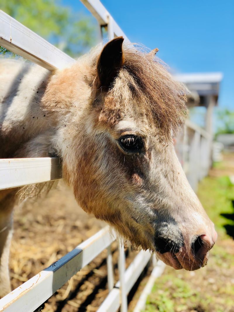 Meet Your Horse Before Finding Your Rhythm