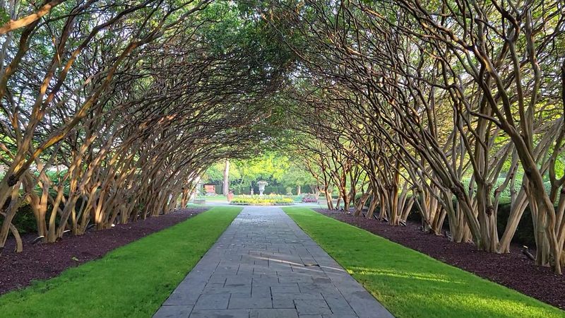 Crepe Myrtle Alley and Giant Trees