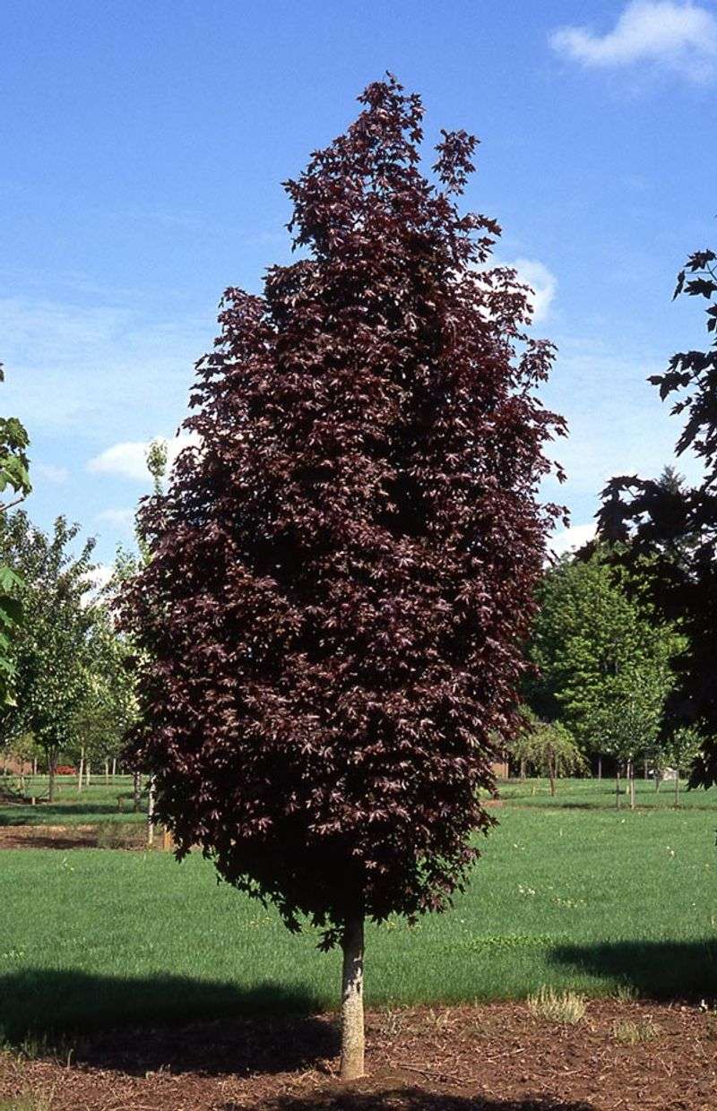 Crimson King Maple: Bold Color with Important Trade-Offs Crimson King Maple: Bold Color with Important Trade-Offs