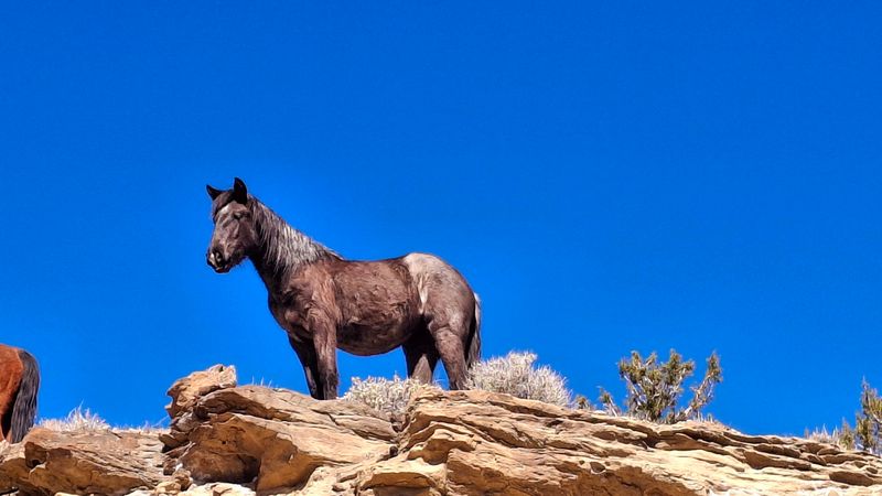 Meet the Mustangs of the Little Book Cliffs