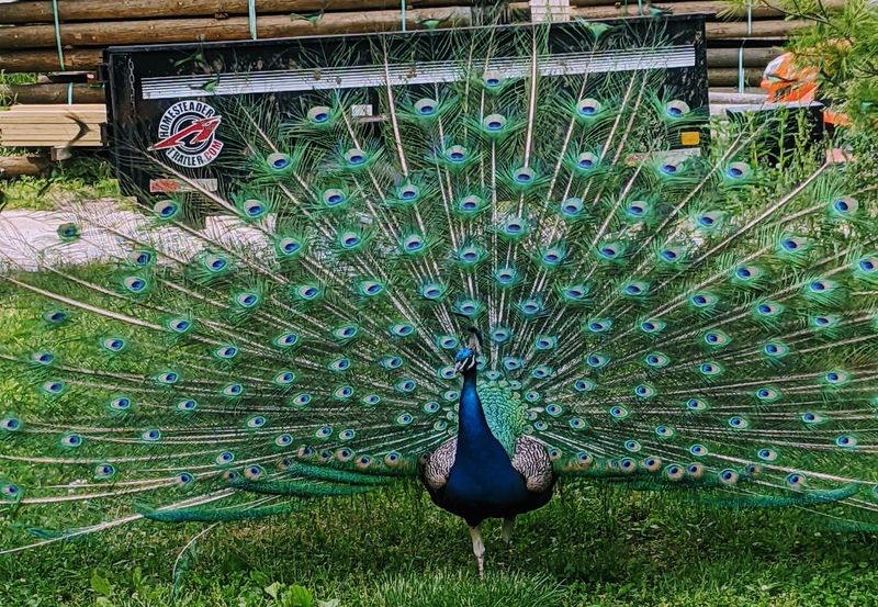A Family Farm That Grew Into a Wildlife Park A Family Farm That Grew Into a Wildlife Park