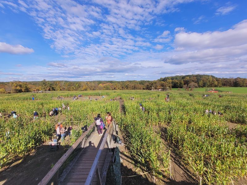 Davis Mega Maze