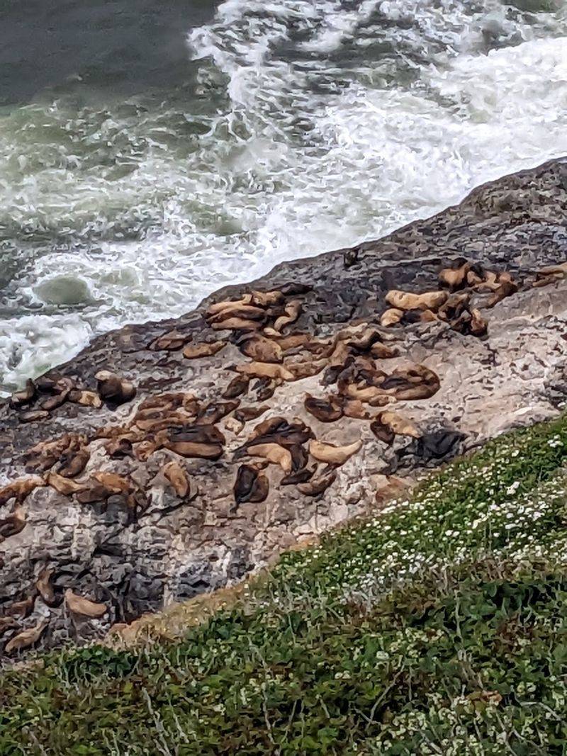 Decks, Rocks, and the Occasional Whale