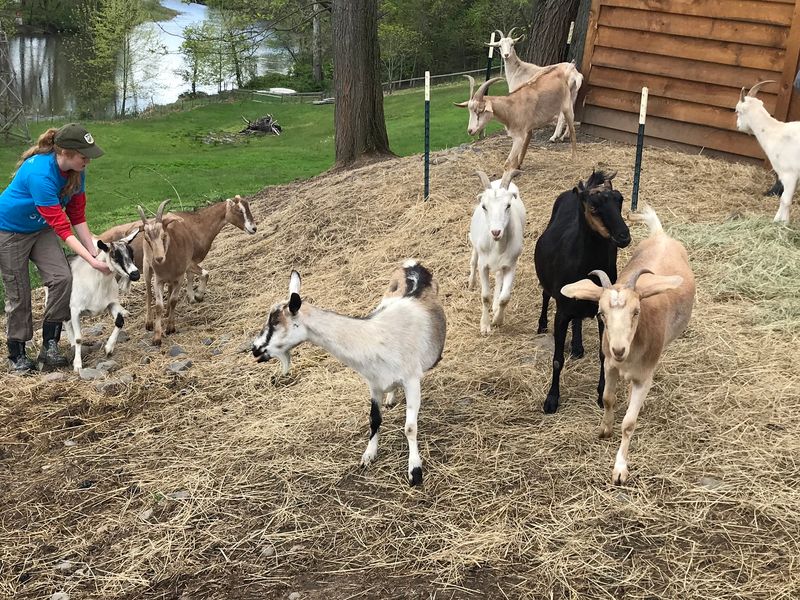 Definitely Not a Petting Zoo
