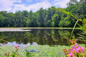 Discover a Serene Tennessee State Forest Between Chattanooga and Lynchburg With Miles of Scenic Trails