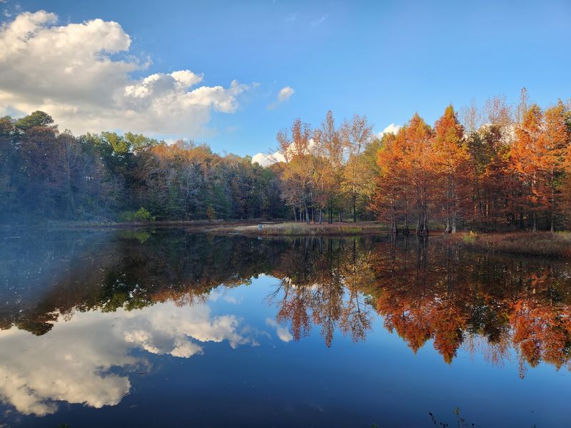 Dogwood Trail - Lake Bob Sandlin State Park (Pittsburg)