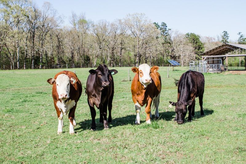 Double B Farm and Ranch, Bigelow, AR Double B Farm and Ranch, Bigelow, AR