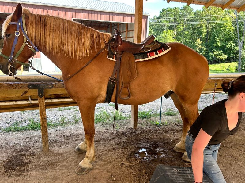Draft Horses With Big Hearts Draft Horses With Big Hearts