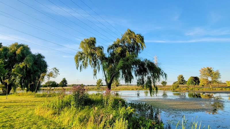Dress for Leaves, Lines, and Lake Breezes