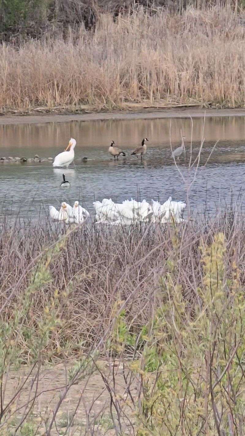 Eagles, Herons and a Pelican Surprise