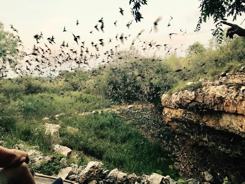 Eckert James River Bat Cave Preserve