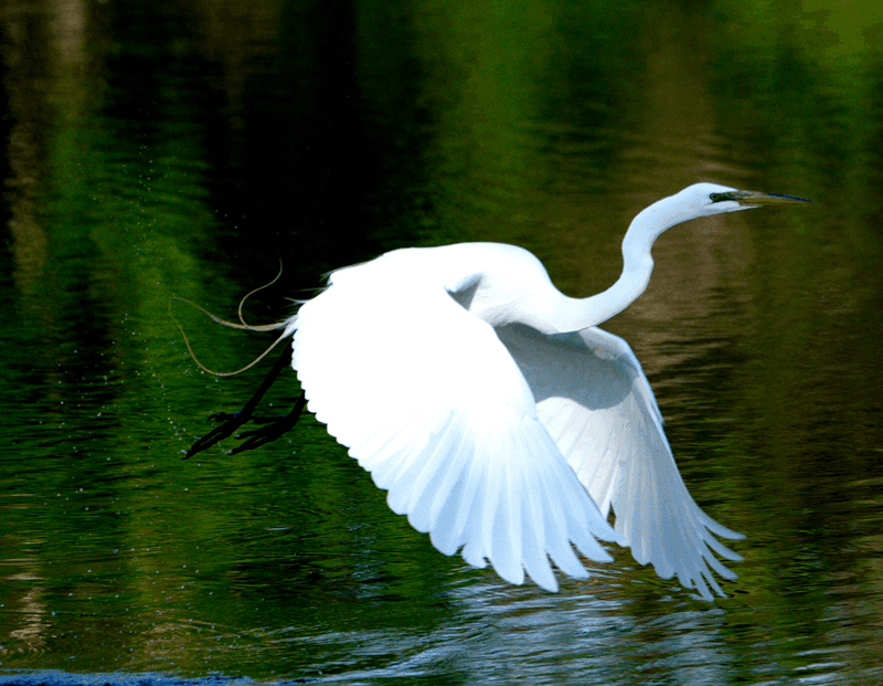 Egrets, Terns, and a Chorus of Geese
