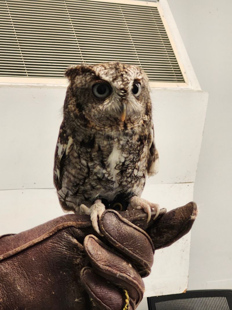 Falcons, Owls, and a Gloved Arm