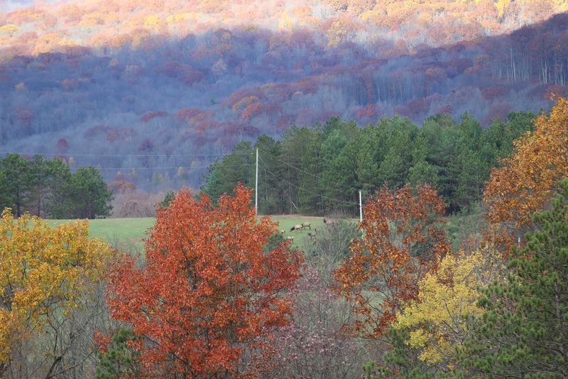 Fall Brings the Forest’s Loudest Elk Season