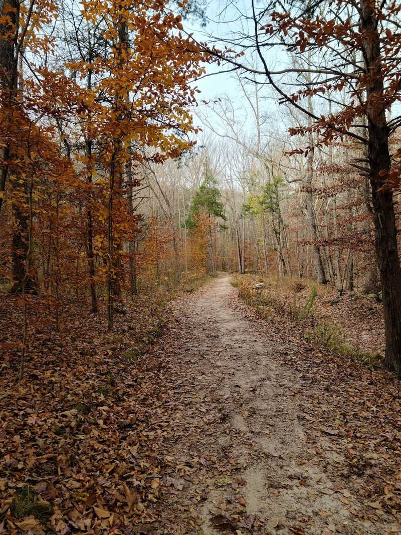 Fall Color Along the Canyon