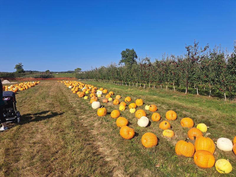 Fall Festival Weekends Are When The Farm Really Shows Off Fall Festival Weekends Are When The Farm Really Shows Off