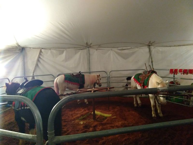 Families Can Meet Santa And Visit The Petting Zoo