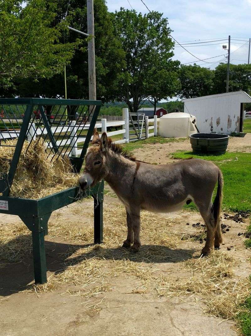 Farm Animals Beyond the Counter