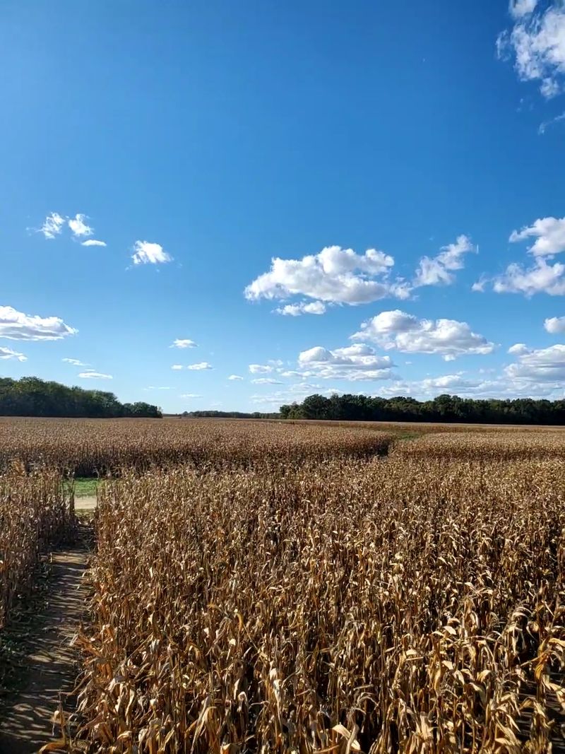 Field Of Fright At The MAiZE At Little Darby Creek