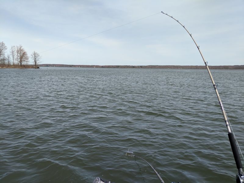 Fish and Frogs Keep the Shoreline Menu Full