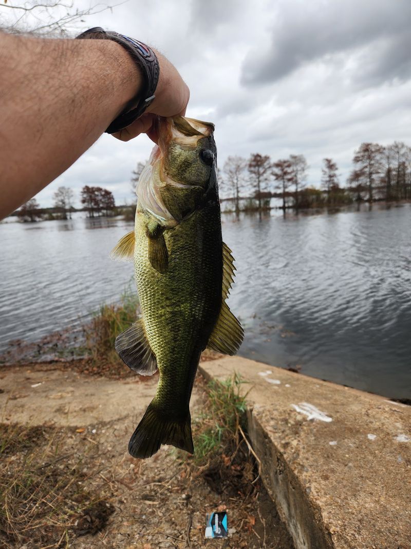 Fishing Without the License Paperwork