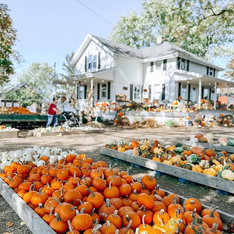 Fleitz Pumpkin Farm, Oregon