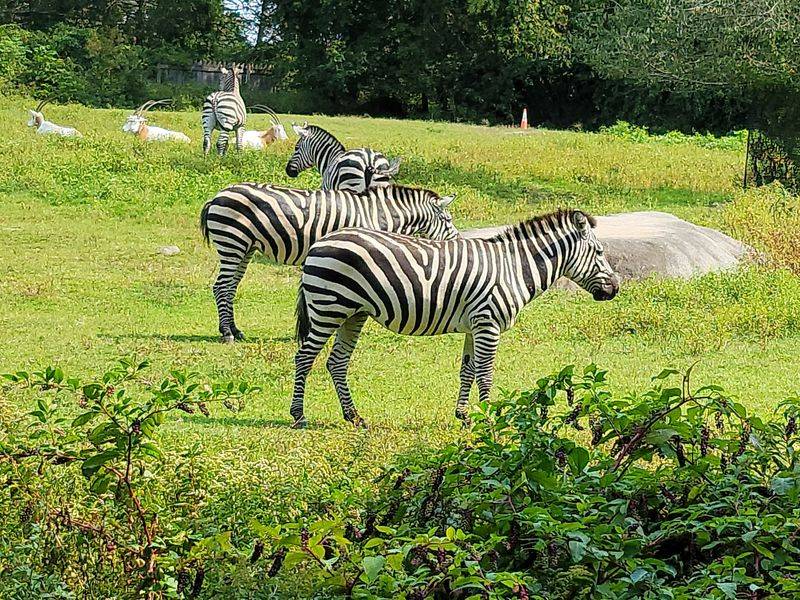 Float Over The Whole Zoo On The Skyfari