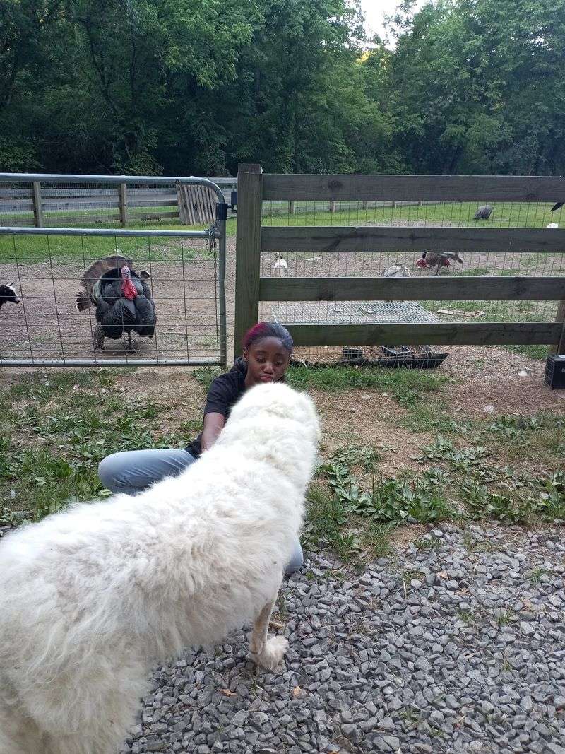 Fluffy Guardians Keep A Watchful Eye On Everyone