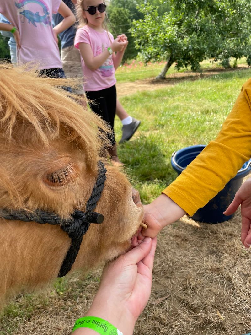 Fluffy Highland Cows Up Close Fluffy Highland Cows Up Close