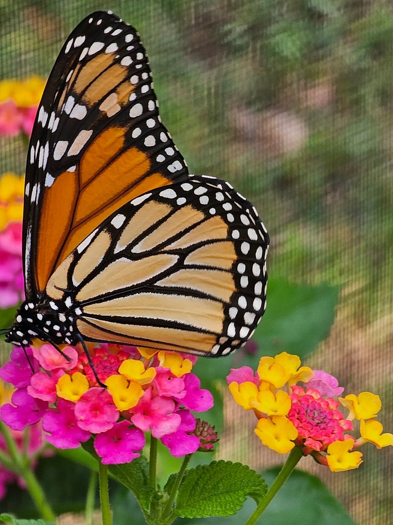 Fluttering Wings in the Butterfly House