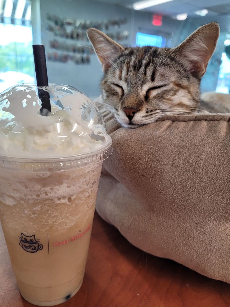 Planning Your Peoria, Illinois Cat Cafe Visit