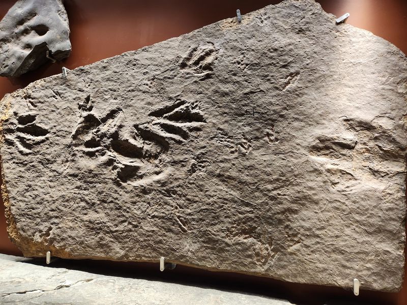 Footprints From the Connecticut River Valley