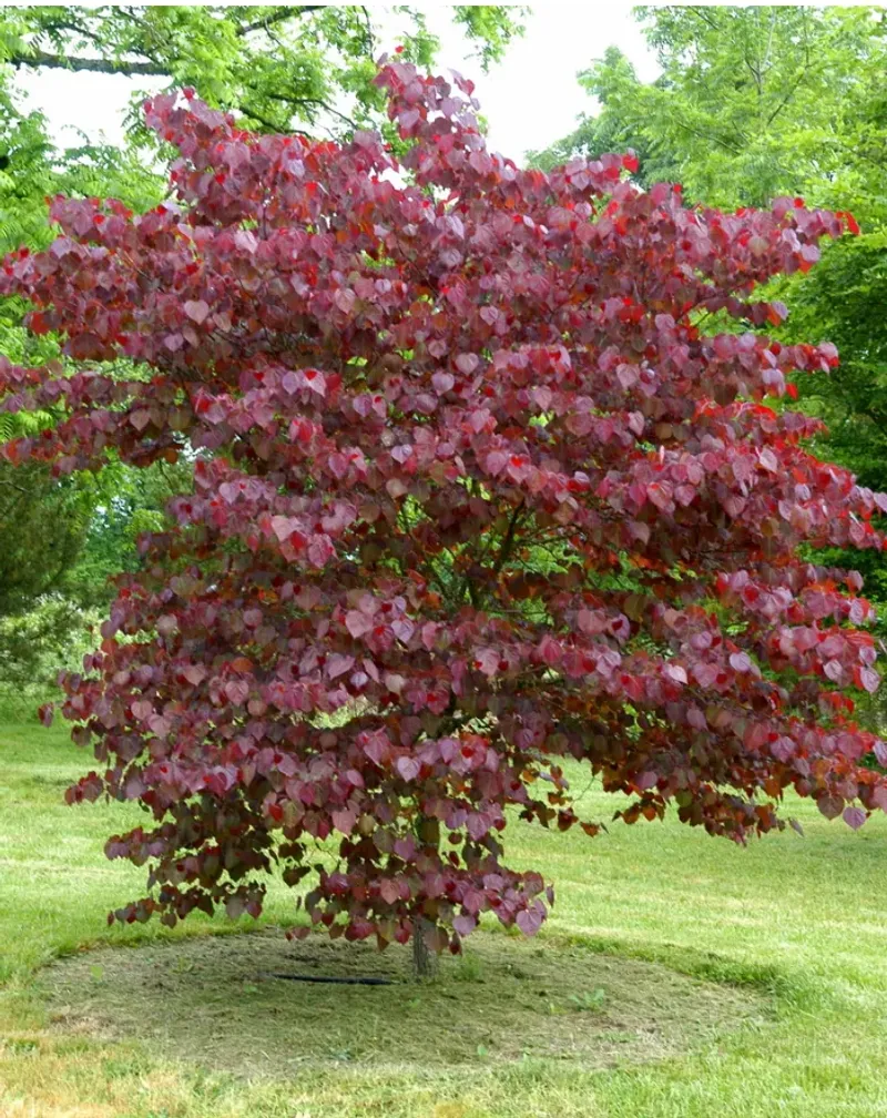 Forest Pansy Redbud: Heart-Shaped Leaves with Spring Sparkle Forest Pansy Redbud: Heart-Shaped Leaves with Spring Sparkle
